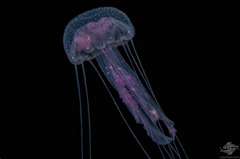 nyctiluna|Pelagia noctiluca